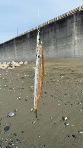 カマスの釣果