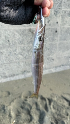 カマスの釣果