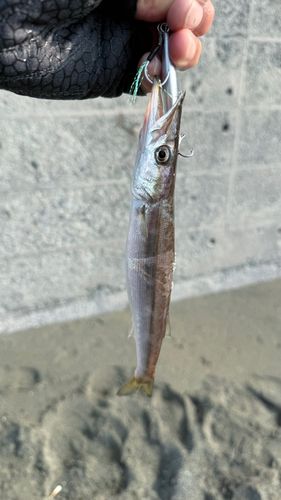 カマスの釣果