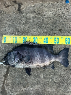 イシダイの釣果