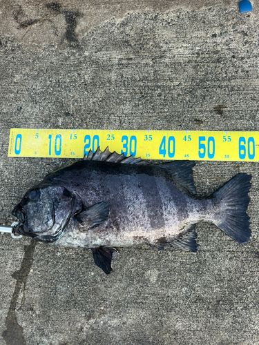イシダイの釣果