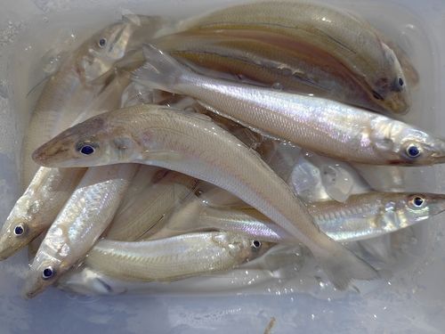 キスの釣果