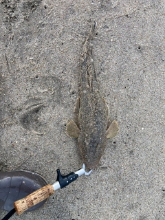 マゴチの釣果