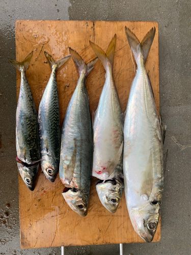 マルアジの釣果
