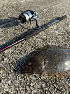 ヒラメの釣果