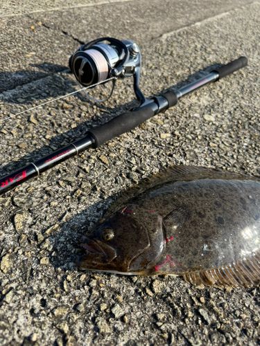 ヒラメの釣果