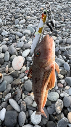 ホウボウの釣果