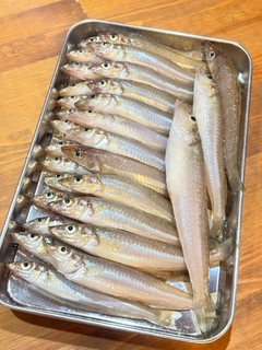 キスの釣果