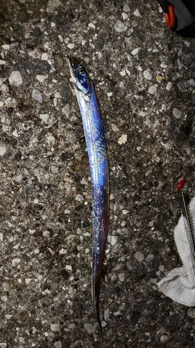 タチウオの釣果
