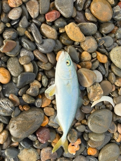 ツバスの釣果