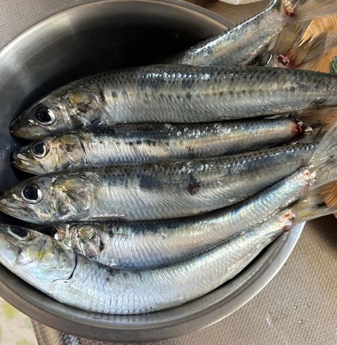 マイワシの釣果