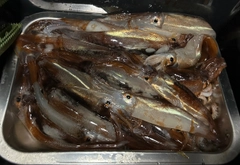 スルメイカの釣果