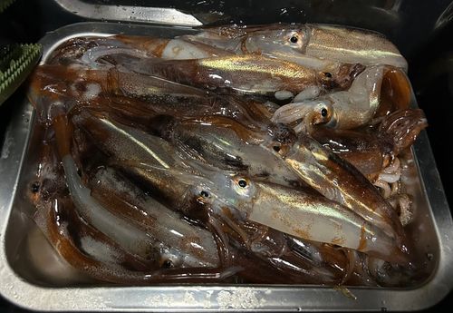 スルメイカの釣果
