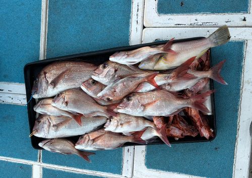 アカアマダイの釣果