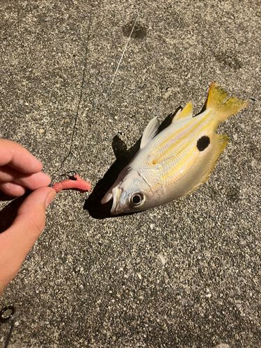 ヤマトビーの釣果