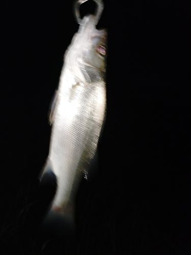 イナダの釣果