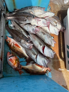 チゴダラの釣果