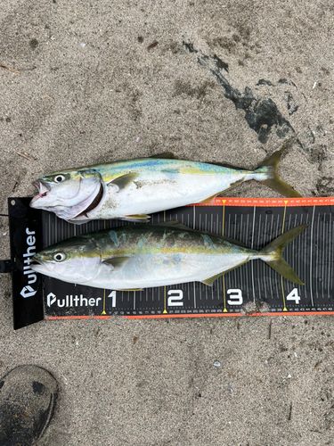 イナダの釣果