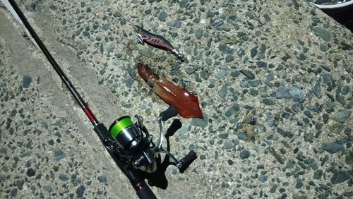 ケンサキイカの釣果