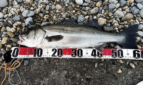 フッコ（マルスズキ）の釣果