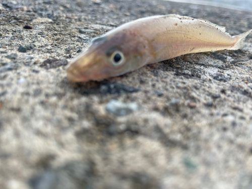 キスの釣果