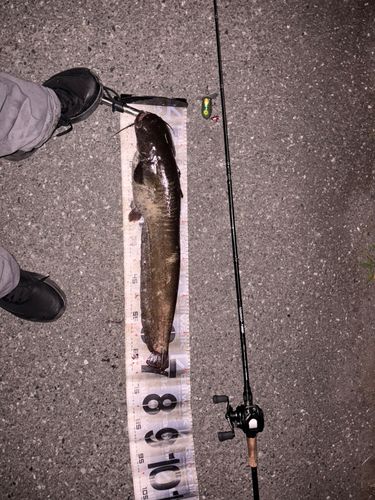 マナマズの釣果