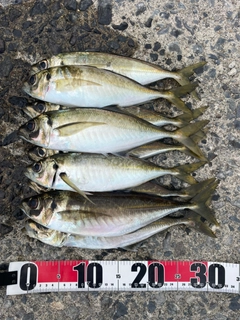 アジの釣果