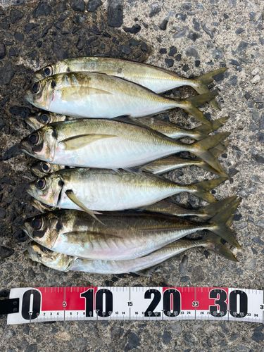 アジの釣果
