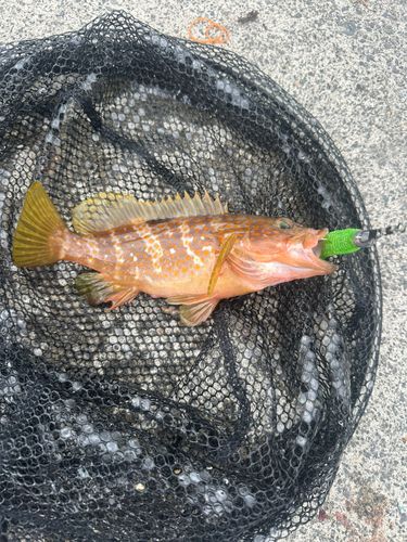 ハタの釣果