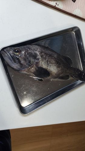 クロソイの釣果