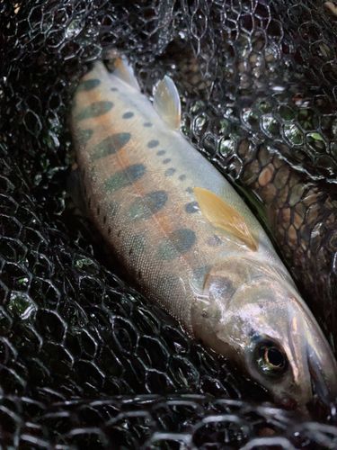 ヤマメの釣果