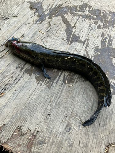 ライギョの釣果