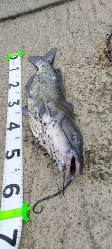 アメリカンキャットフィッシュの釣果