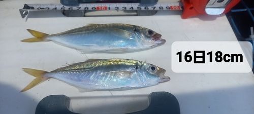 アジの釣果