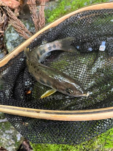 ヤマメの釣果