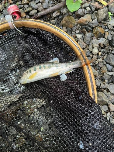 ヤマメの釣果