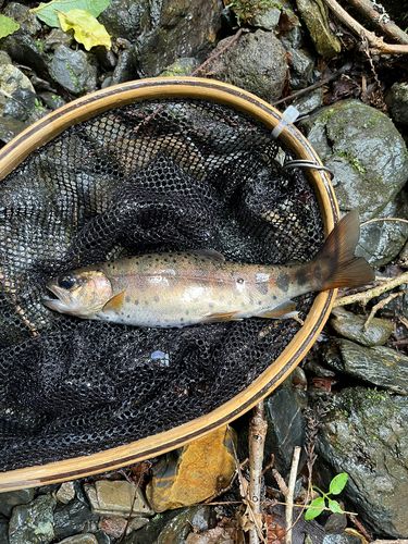 ヤマメの釣果