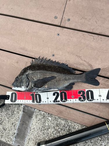 クロダイの釣果