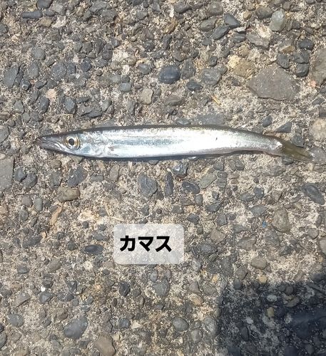 アカカマスの釣果