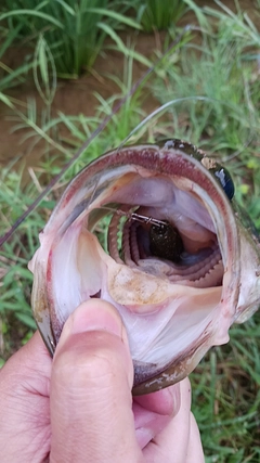 ブラックバスの釣果