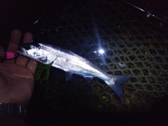 ホンマスの釣果