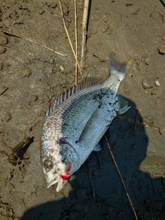 キビレの釣果