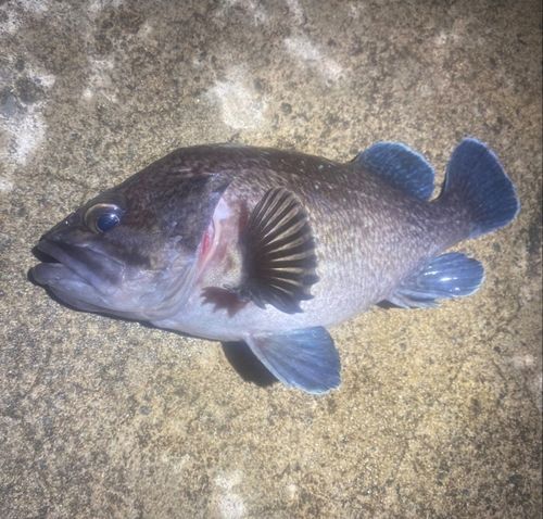 マゾイの釣果