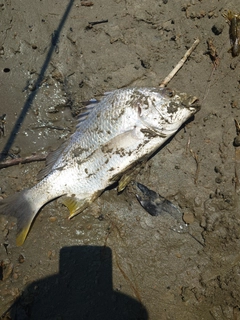 キビレの釣果