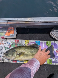 ブラックバスの釣果
