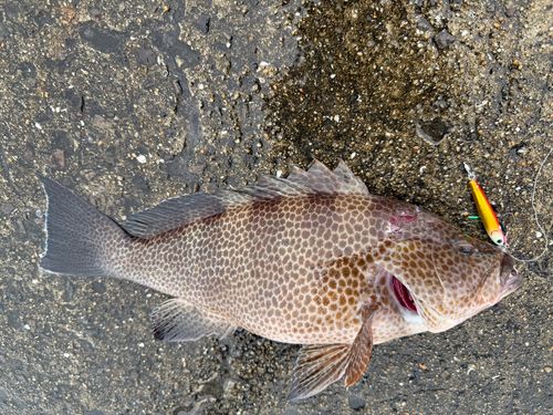 オオモンハタの釣果