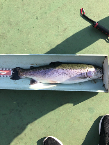 トラウトの釣果