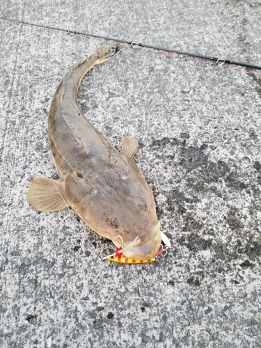 マゴチの釣果