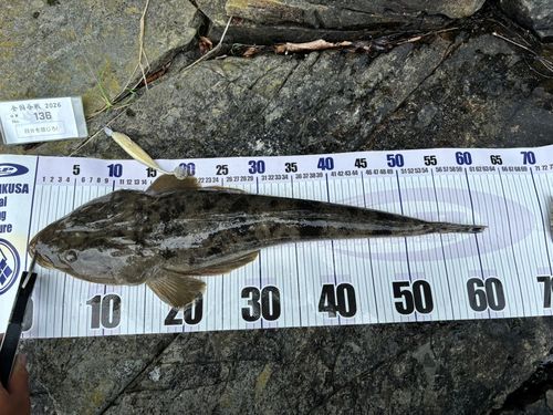 マゴチの釣果