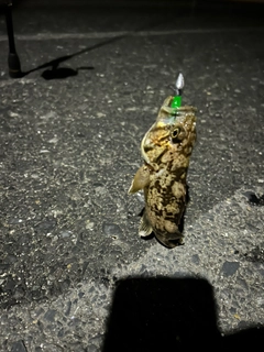 タケノコメバルの釣果